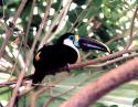 Swainson's Toucan, Dallas World Aquarium, TX