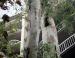 Sycamore, apartment builging in San Jose, California