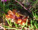 Garden toad, Lewisville, Texas