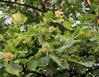 Yellow Poplar, mid-June, Niagara Falls, U.S.A.