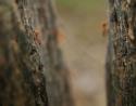 Fire ants in November, Coppell, Texas
