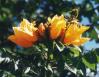 African Tulip tree - Spathodea campanulata - Brisbane, Australia