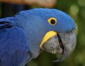 Blue Mackaw, Fort Worth Zoo