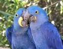 Blue Mackaws, Fort Worth Zoo
