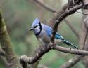 Bluejay, Dallas Arboretum, TX