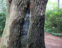 Trunk growth around bricks, Elizabeth Gardens, Mateo, North Carolina