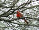 Male Cardinal, January at the Dallas Arboretum, TX