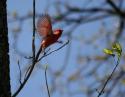 Male Cardinal, Andrew Brown Jr. Park, Coppell, Texas