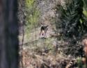 Neighborhood coyote, Lewisville, Texas