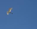 White Egret, Coppell, Texas
