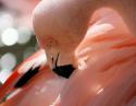 Flamingo, Fort Worth Zoo, TX