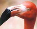 Scarlet Flamingo, Dallas World Aquarium