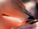 Flamingo, Fort Worth Zoo, TX