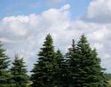 Conifers, Kingston Ontario, Canada, nearby Air Force Base helicopter training