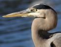 Great Blue Heron, Irving, Texas