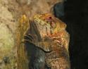 Iguana, Fort Worth Zoo, Texas