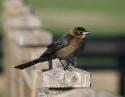 Male Cowbird, Coppell, Texas