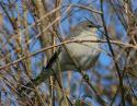 Mockingbird, Irving, Texas