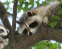 Raccoon, Ottawa, Ontario