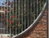 Red Bottlebrush, Chapala, Mexico