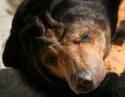 Asian Sun Bear, Fort Worth Zoo, Texas