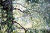 Sun Shower 01, upper detail