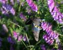 Anise Swallowtail, Coppell urban forest, Texas