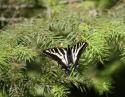 Fluted Swallowtail, Douglas Fir, Salt Spring Island, BC, Canada