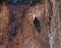 Pileated Woodpecker on a Sequoia, Sequoia National Forest, CA