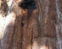 Pileated Woodpecker on giant Sequoia, Sequoia National Forest, CA
