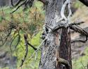 Male and female Acorn Woodpeckers nest, Grand Canyon, Arizona