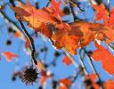 Sweetgum seed capsule, Irving, Texas