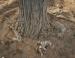 Balsam Poplar, Two Guns, Arizona