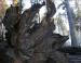 Mariposa Grove, Kings Canyon National Park, CA