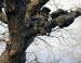Oak burls - abnormal tissue growth induced by dormant buds