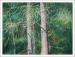 Eastern White Pine, oil pastels on paper, professionally framed size 26 x 32 inches 