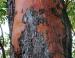 Arbutus, smooth aged bark under rough layer