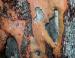 Arbutus, old tree