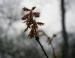 New leaves, foggy Spring morning and spider webs