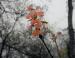 New leaves, foggy Spring morning and spider webs