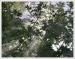 Scarlet Oak: Sun Shower, photography