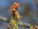 Flowers appear just before the leaves