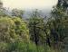 1984 fire - forest renewal, Adelaide, South Australia