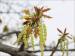 Flowers appear just before the leaves