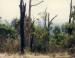 1984 fire - forest renewal, Adelaide, South Australia