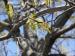Scarlet Oak, March, Lewisville, TX
