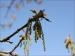 Flowers appear just before the leaves