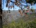 Foothills Pine, central California