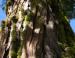 Giant Sequoia, Kings Canyon National Park, CA