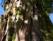 Giant Sequoia, Kings Canyon National Park, CA